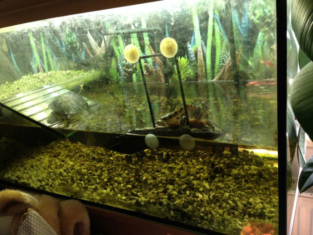 Terrarium mit Inhalt - Terrarien - Aschersleben