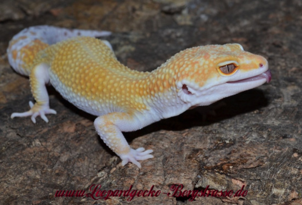 Leopardgeckos abzugeben - Gecko - Bensheim