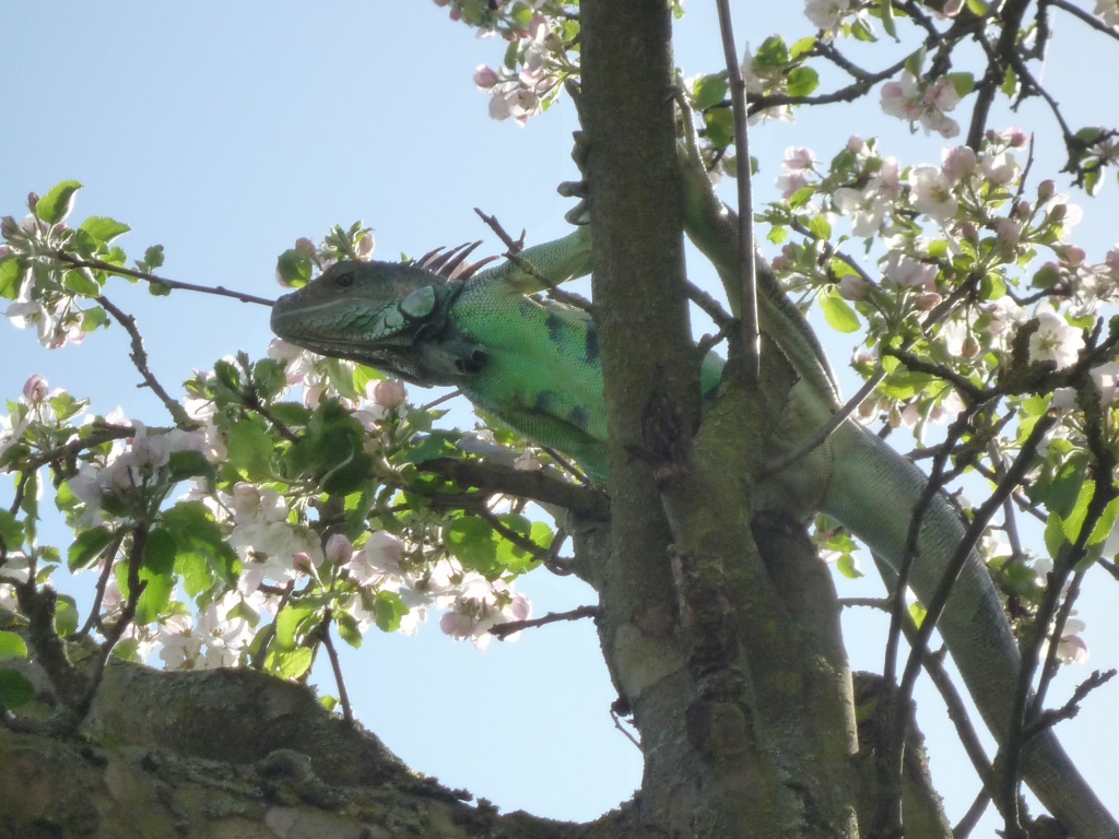 Ca. 5 Jahre alter grüner Blaukopf Leguan - Leguan - Bad Salzdetfurth