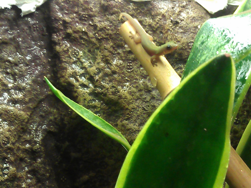 0.0.3 Phelsuma Laticauda Laticauda abzugeben (Goldstaubtaggecko) DNZ 05/14 - Gecko - Landshut