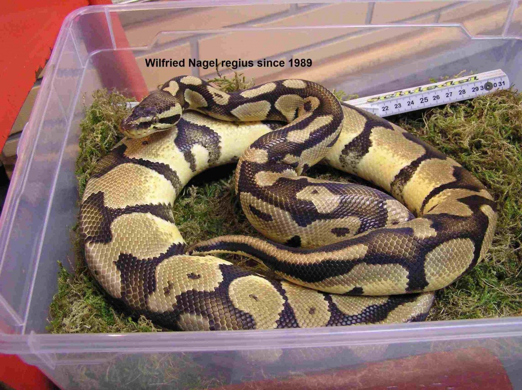 Königspython Python regius Farbmorphe Pastel - Schlangen - Steinhagen