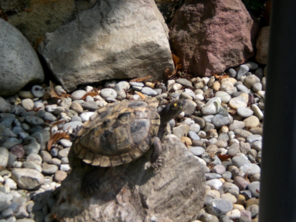 Ouachita Wasserschildkröte - Schildkroeten - Frankfurt am Main