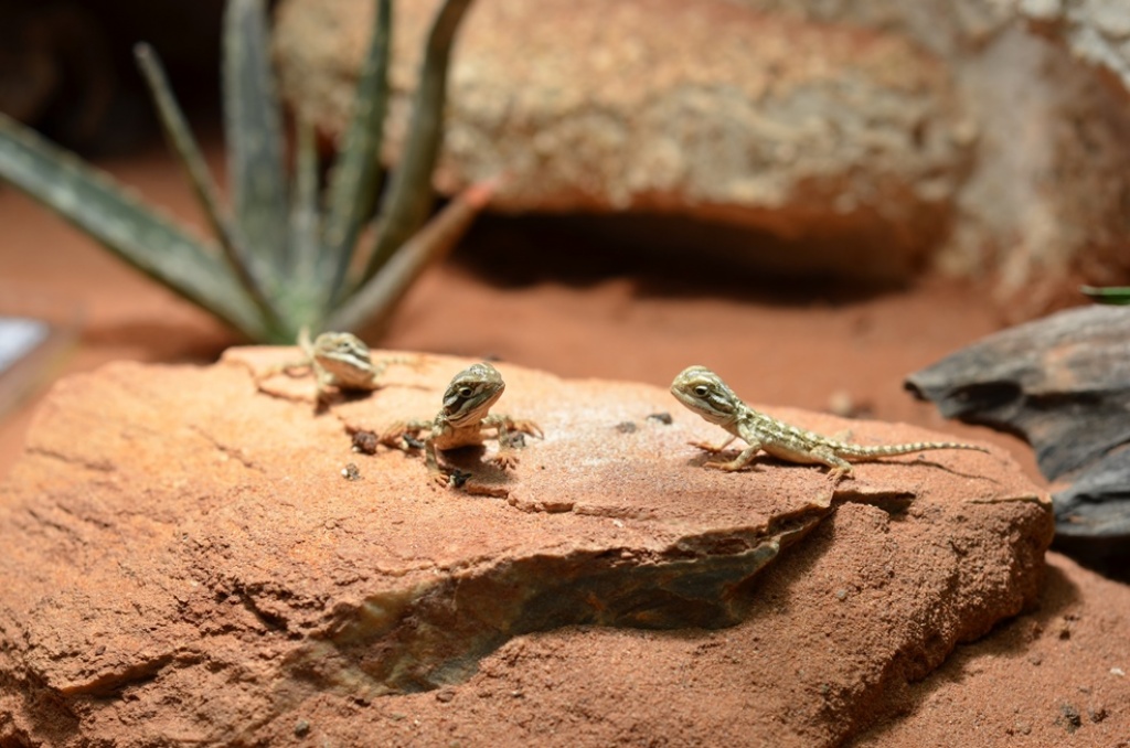 !!! AB 15.08.2021 - 12 neugeborene Zwergbartagamen abzugeben!!! @@@ Wir haben wi - Bartagame - Halle Saale