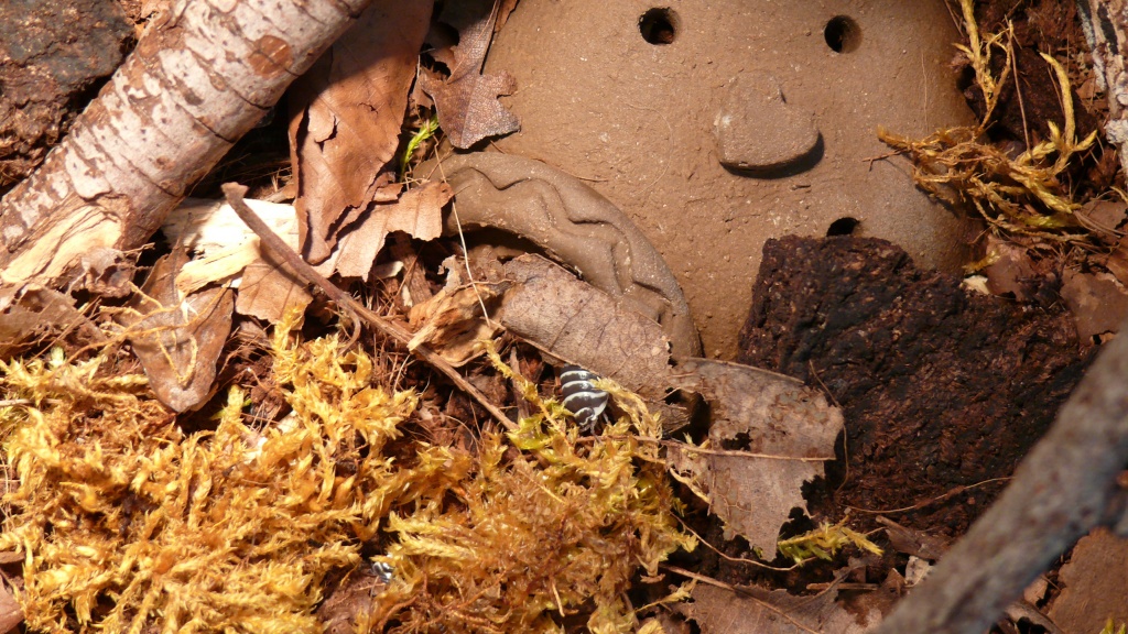 Zebrarollasseln Armadillidium maculatum - Sonstige Reptilien - Königswinter