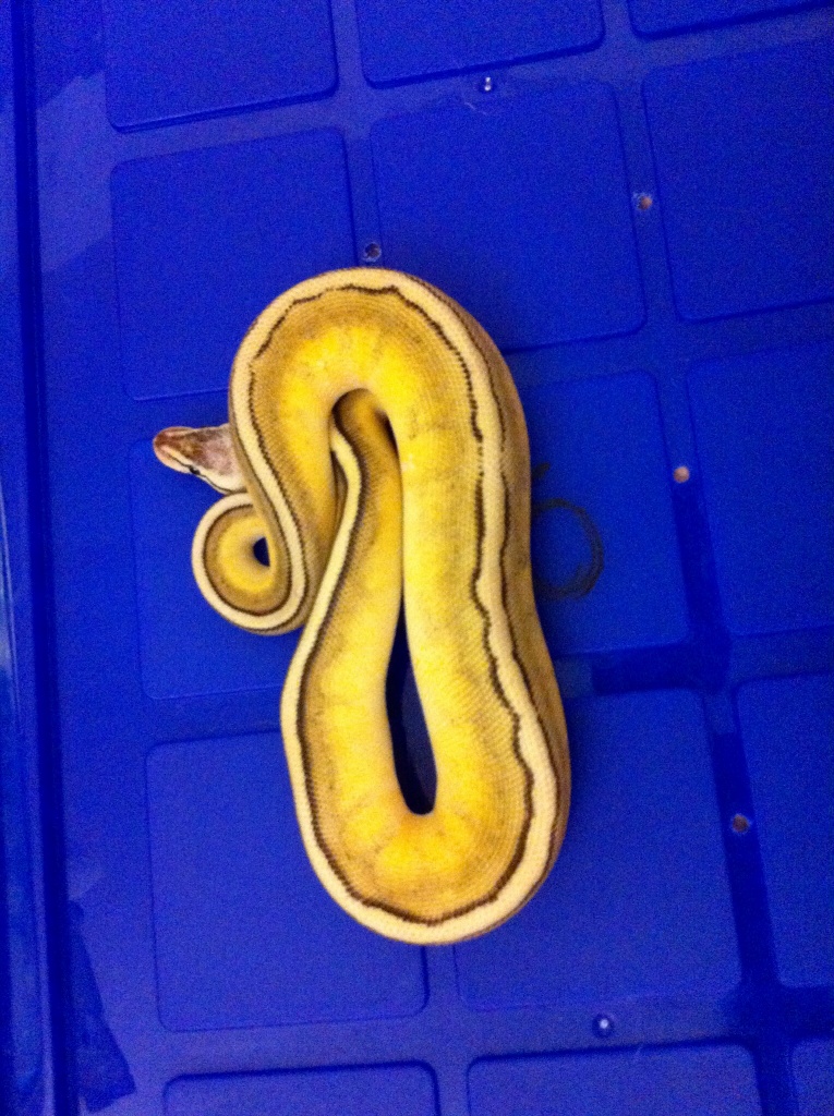Königspython ...Python regius morph inkl.Versand !!!! - Schlangen - Sonneberg