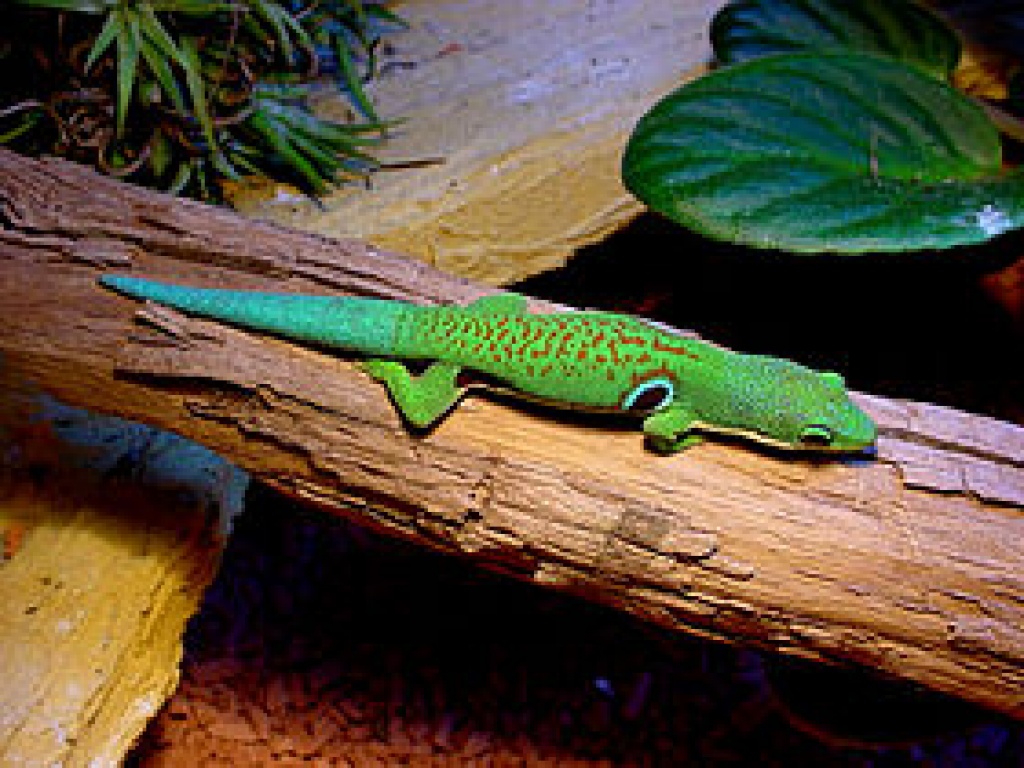 Pfauenaugentaggecko Pärchen - Echsen - Niederkassel