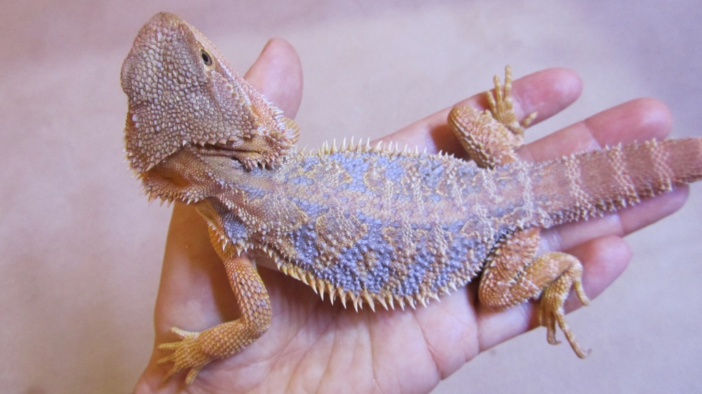 Bartagamen (Pogona Vitticeps): Jungtiere mit seltenem Blauanteil - Bartagame - Achim