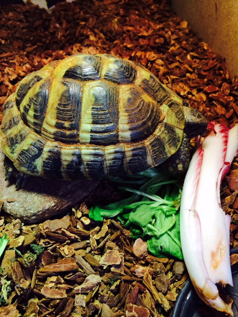 Griechische Landschildkröte, männlich, abzugeben - Schildkroeten - Hilden