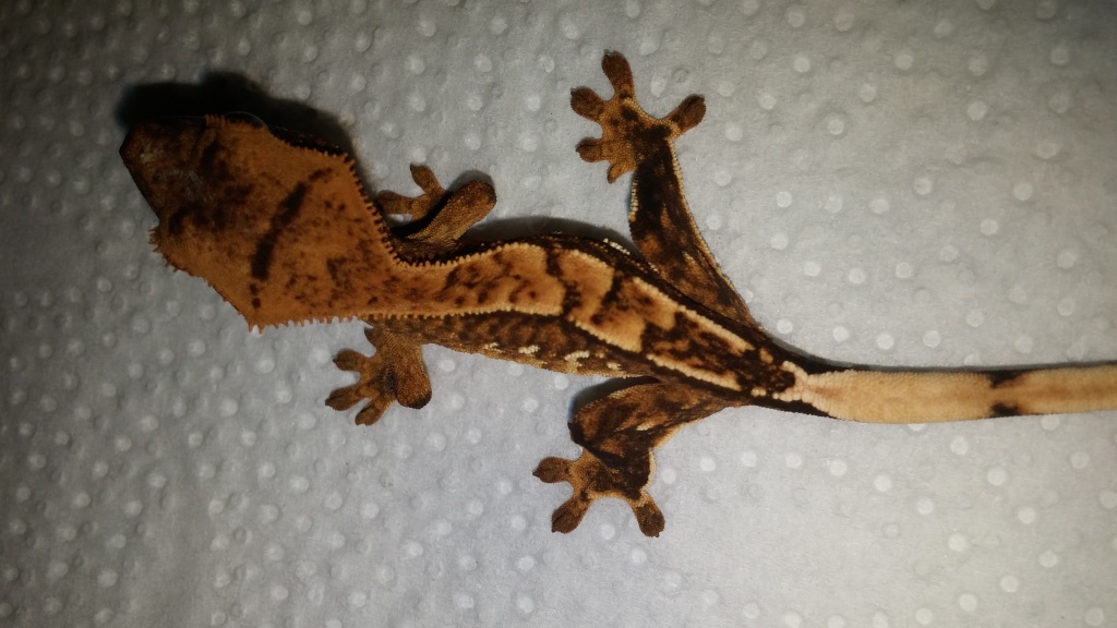 Kronengecko Nachzuchten abzugeben - Gecko - Hude Oldenburg
