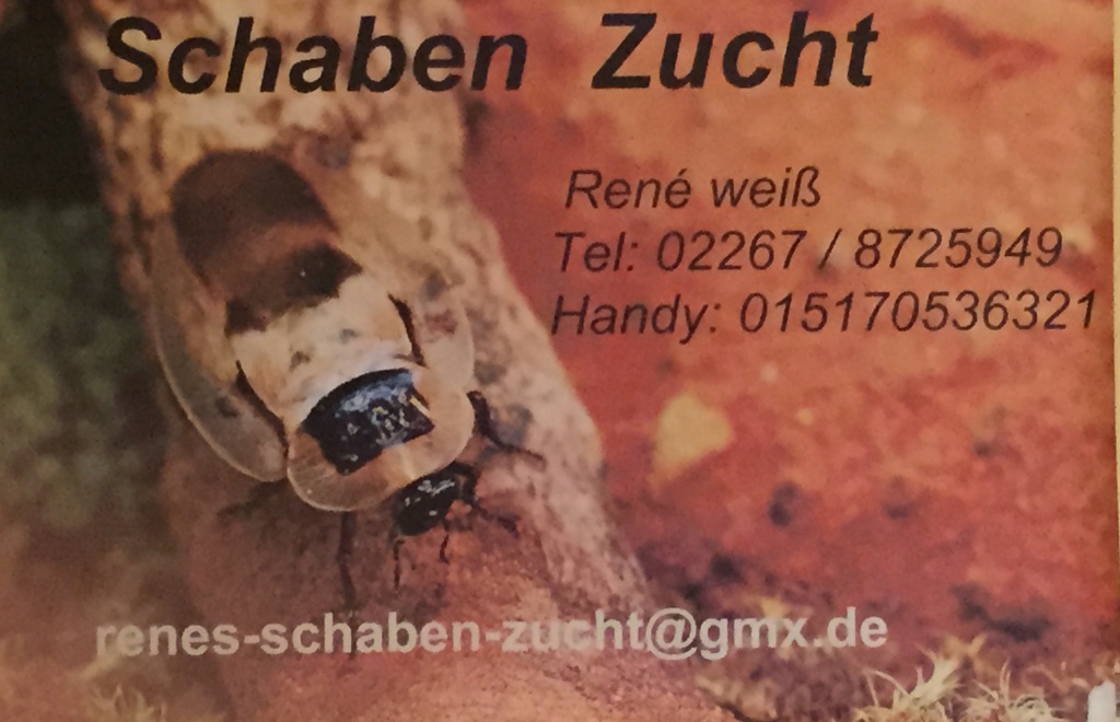 Arg Waldschaben (Blaptica dubia) Futterschaben - Sonstige Reptilien - Wipperfürth