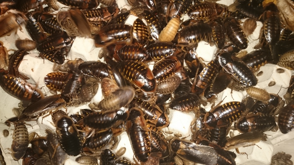Argentinische Waldschaben (Blaptica dubia) - Futtertiere - Neuss