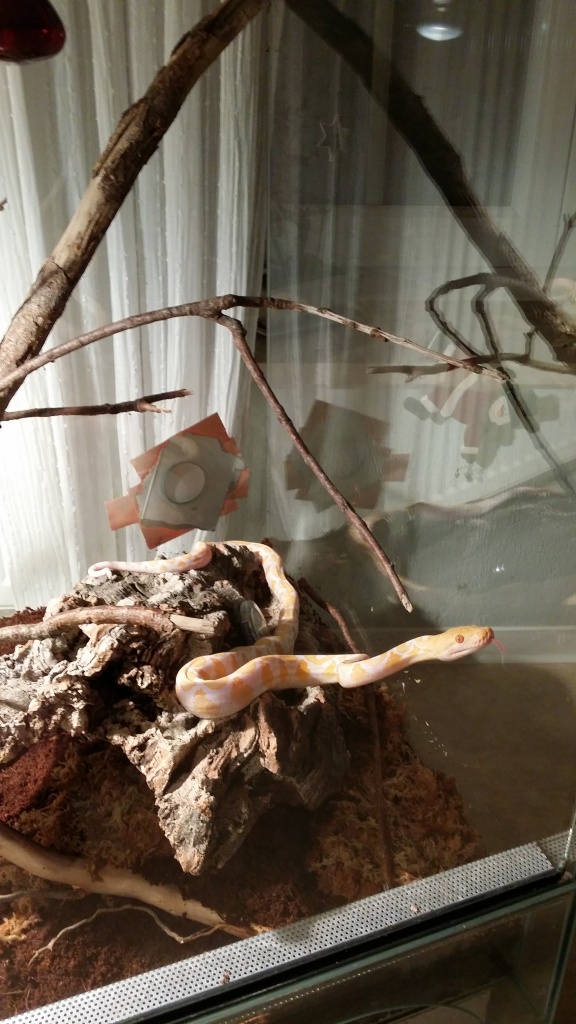 Albino Netzpython - Schlangen - schwalbach