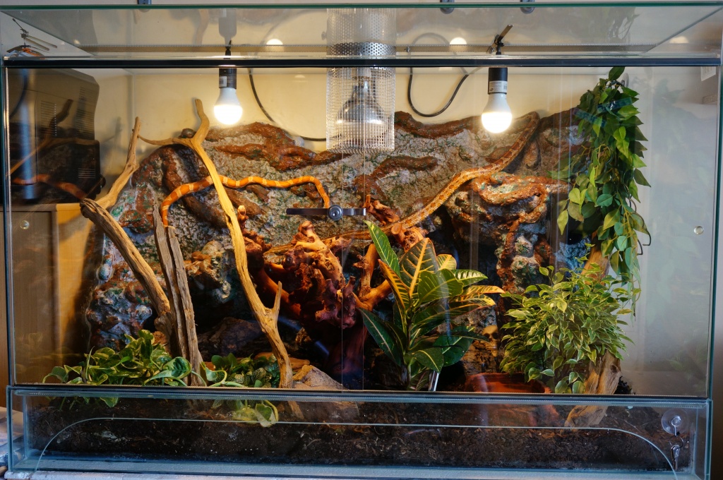 Schönes grosses Terrarium mit 2 Kornnattern - Schlangen - Metzingen