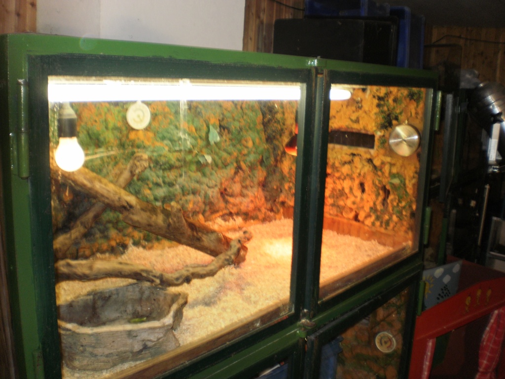 Terrarien,Terrarien - Schlangen - Ober-Grafendorf