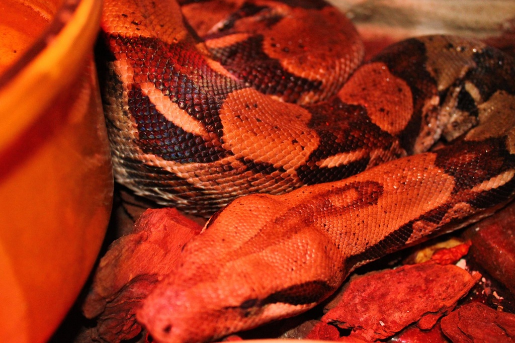 Boa Constrictor Imperator mit Terrarium - Schlangen - Darmstadt