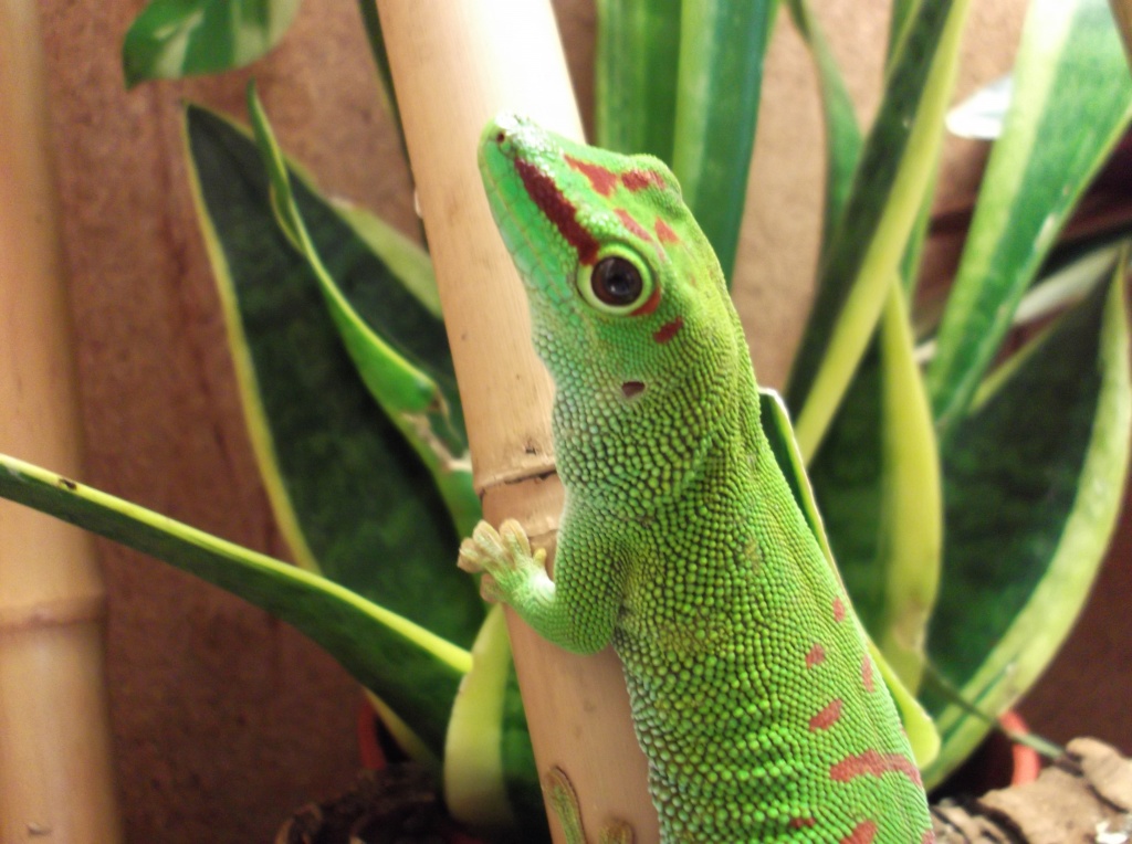 Madagaskar taggeckos - Gecko - Rosenheim
