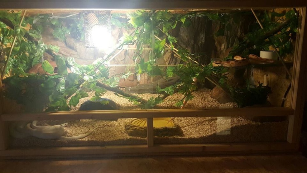 Terrarium mit Kornnattern - Schlangen - Köln