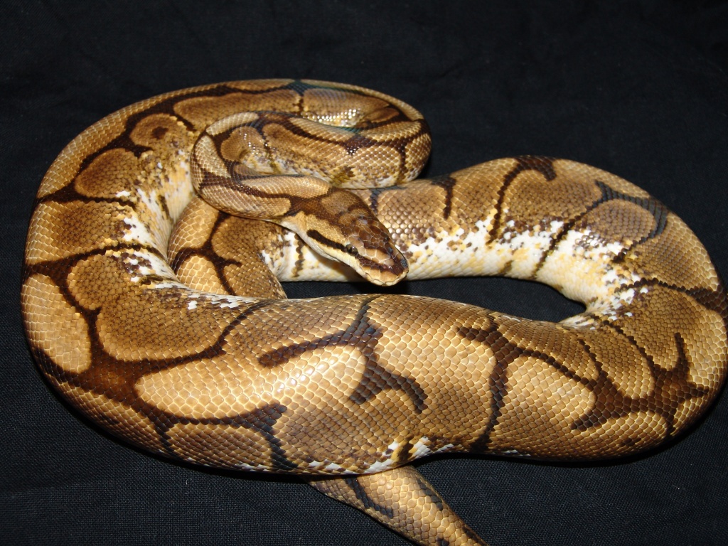 Spider-Königspython (Python regius) - Schlangen - Bad Mergentheim