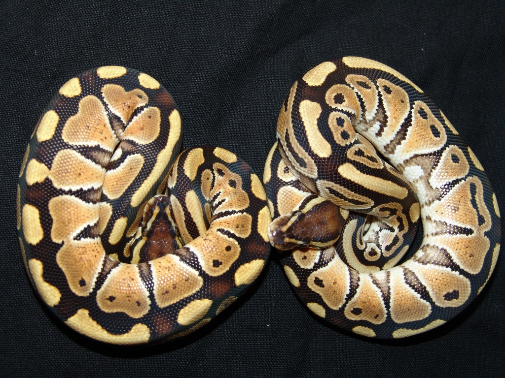 Russo Lemon het Leucist (Python regius) - Schlangen - Bad Mergentheim