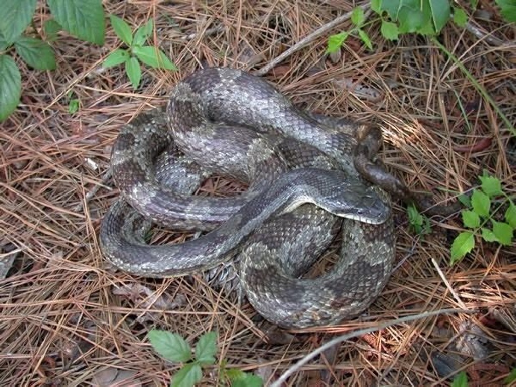 SUCHE: Pantherophis o. spiloides ; Graue Erdnatter! - Schlangen - Schefflenz