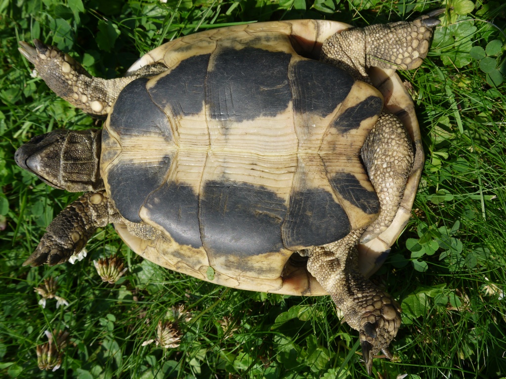 Griechische Landschildkröten Jg. 2021 - Schildkroeten - Schellerten