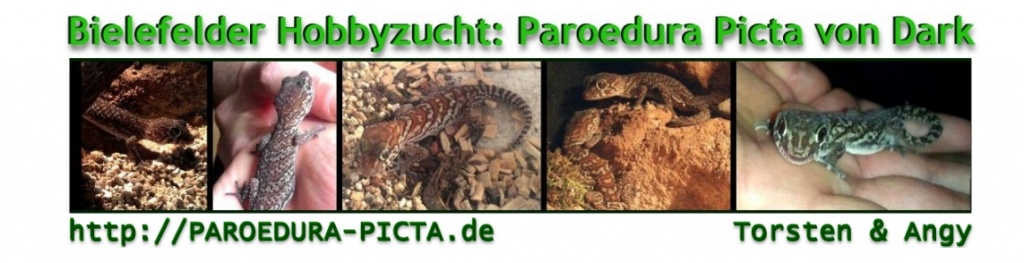 Paroedura Picta abzugeben (männlich / weiblich) - Gecko - Bielefeld