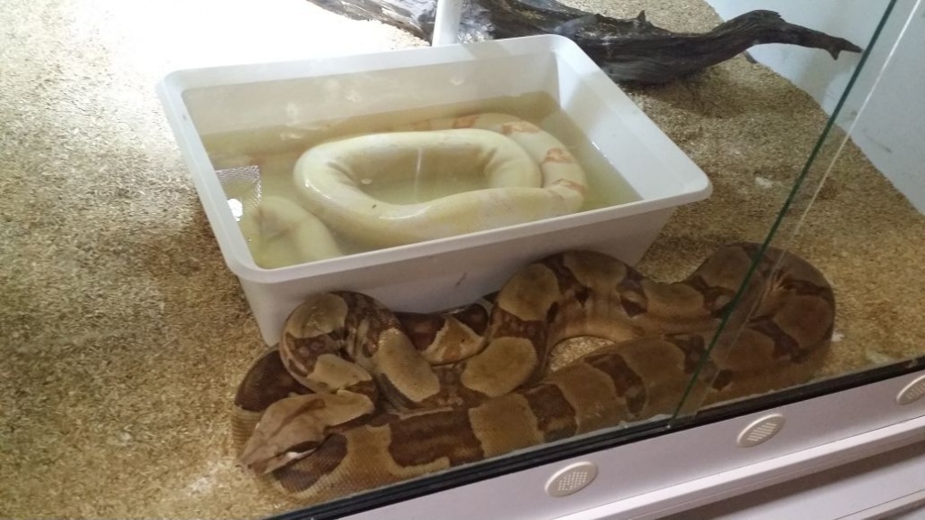1.1 Boa Constrictor Imperator / Abgottschlange - Schlangen - Krefeld