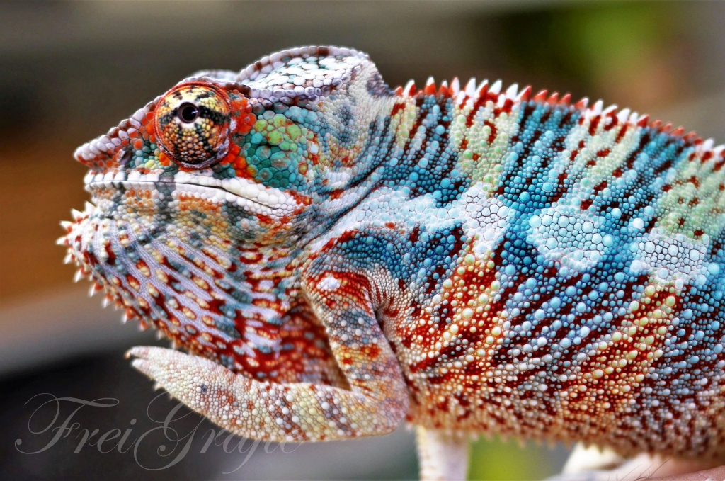 Terraristik Fachgeschäft in Freiburg Ü 150qm pure Terraristik Lebendtiere, Futte - Sonstige Reptilien - Freiburg im Breisgau