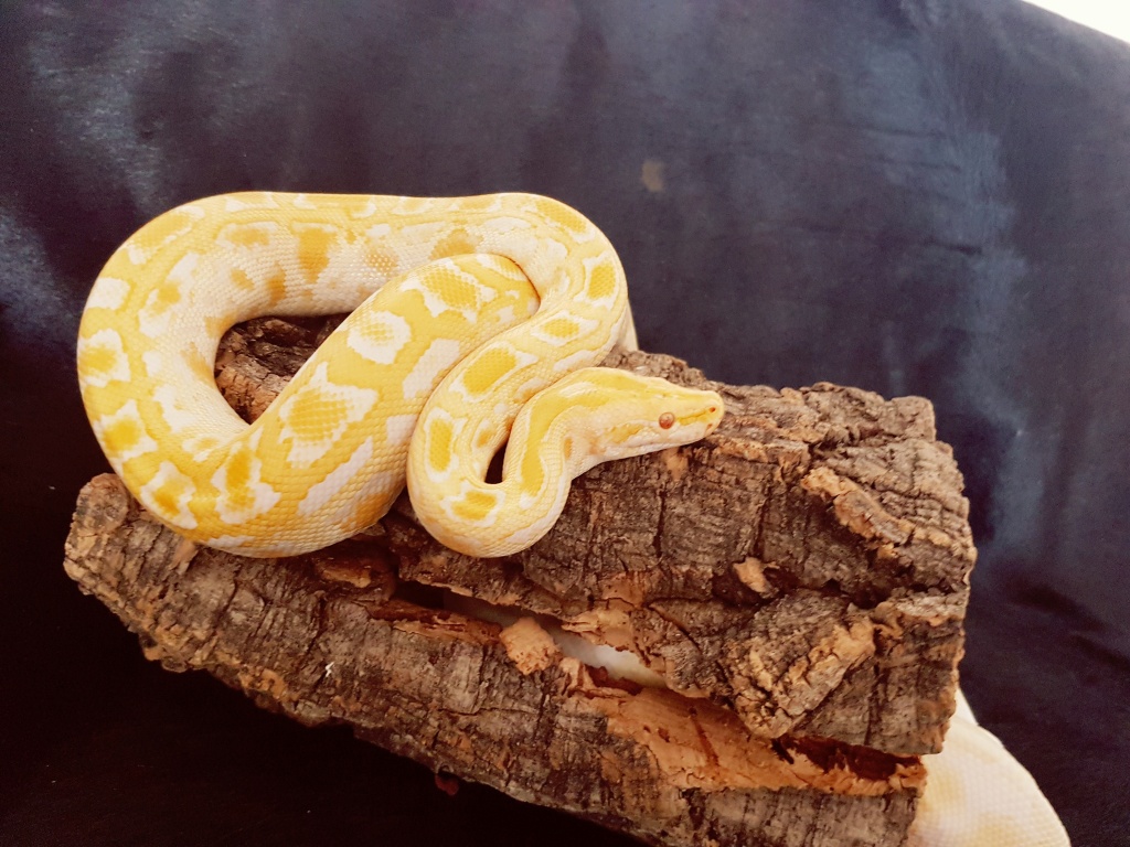 Tiegerpytonweibchen albino - Schlangen - Durmersheim