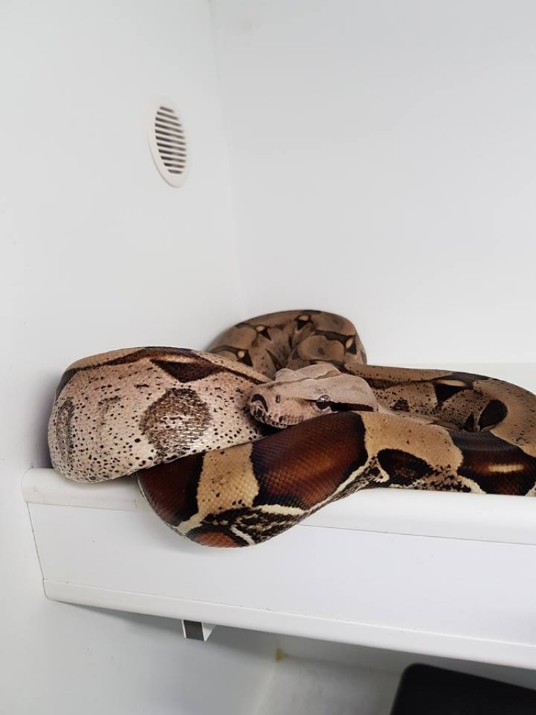 1.0 Surinam (BrokoponSuriname Boa Constrictor boa 1.0 - Schlangen - Sindelfingen