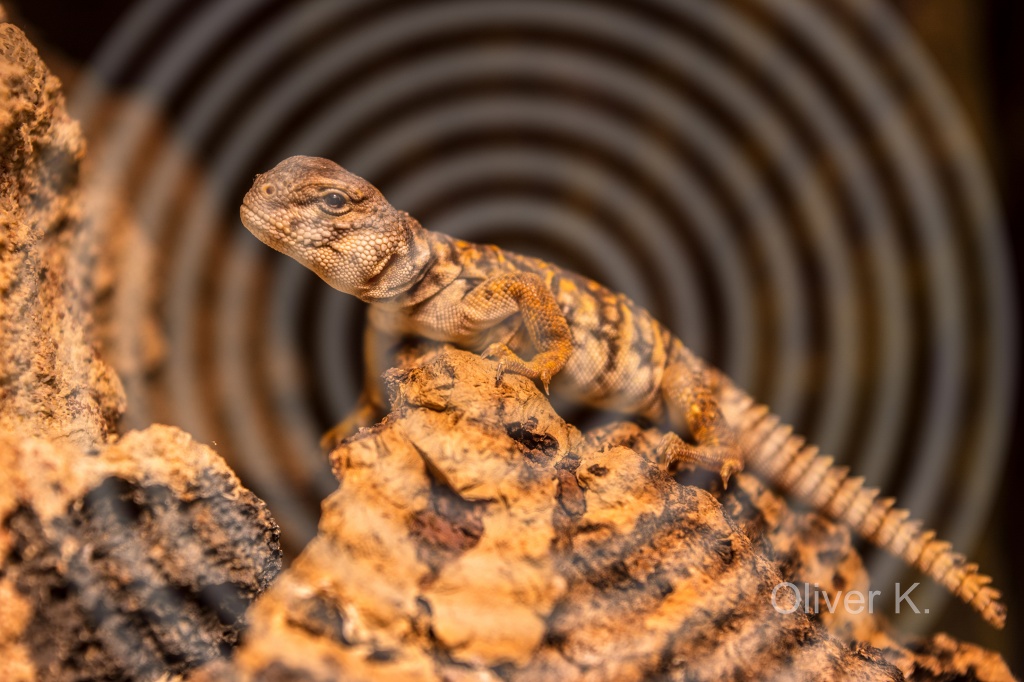 Uromastyx geyri DNZ 09/2017abzugeben - Echsen - Mülheim Kärlich