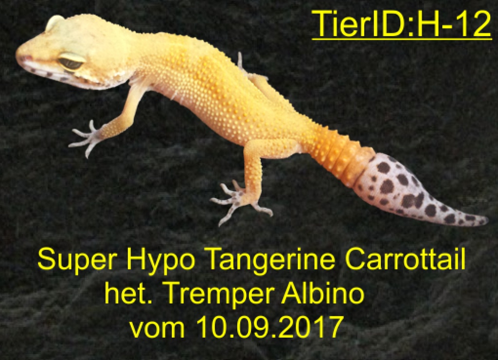 Leopardgecko Weibchen vom 10.09.2021 - Echsen - Halle Saale