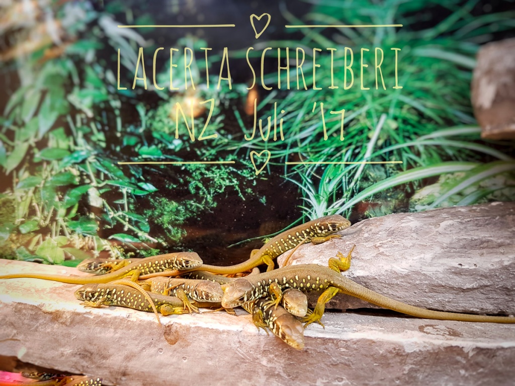Iberische Smaragdeidechse, Lacerta schreiberi, NZ 2021 - Echsen - Oldenburg