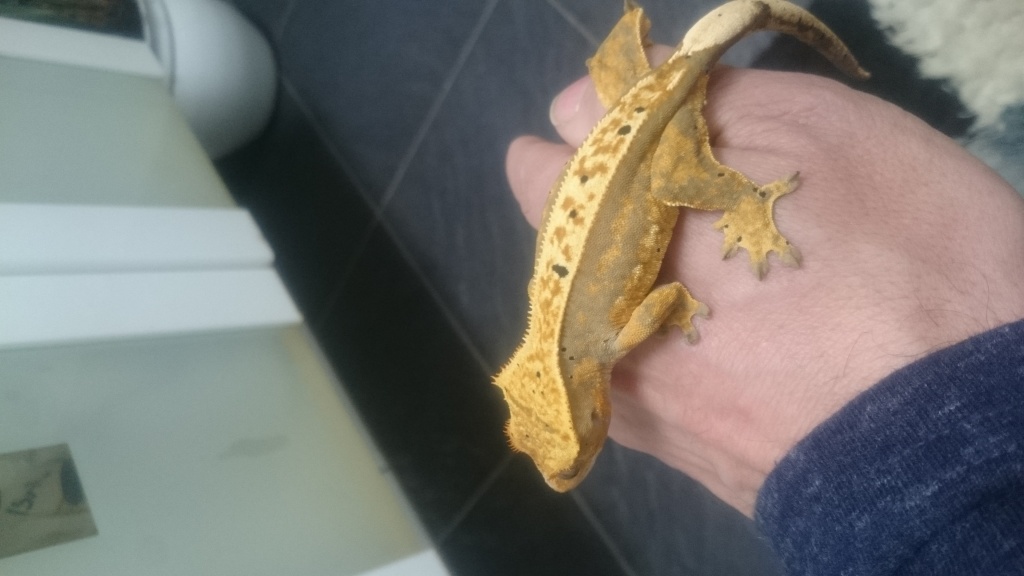 Kronengecko Weibchen nz17 - Gecko - Seligenstadt