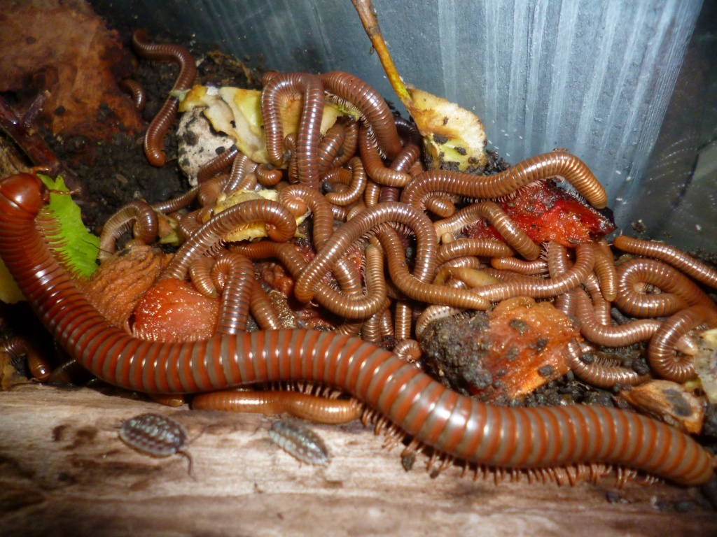 Riesentausendfüsser, Spirostreptus spec.1 - Sonstige Reptilien - Friedrichsthal