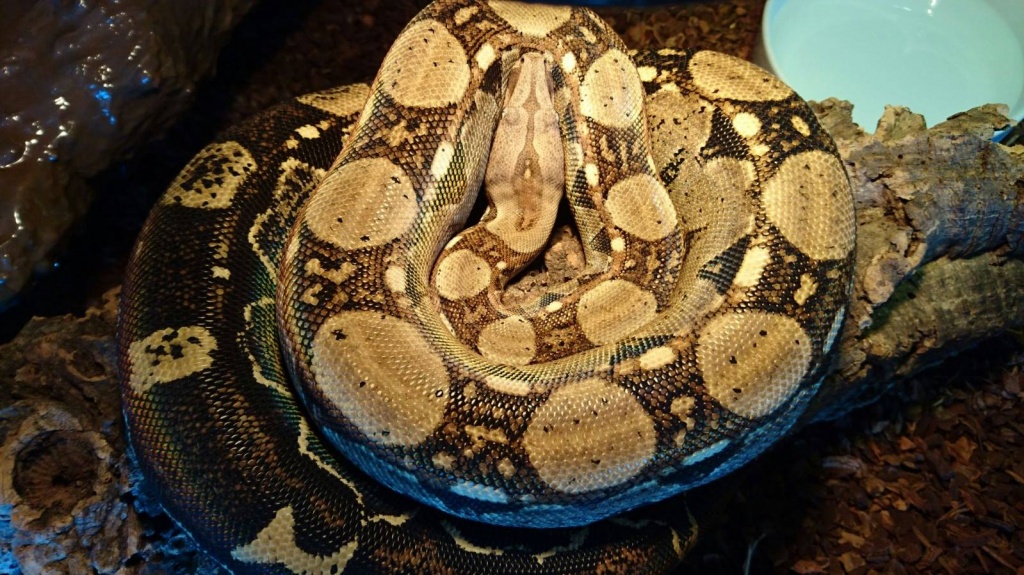 0.1 Boa constrictor imperator (poss. het Albino/Sunglow) - Schlangen - Solingen