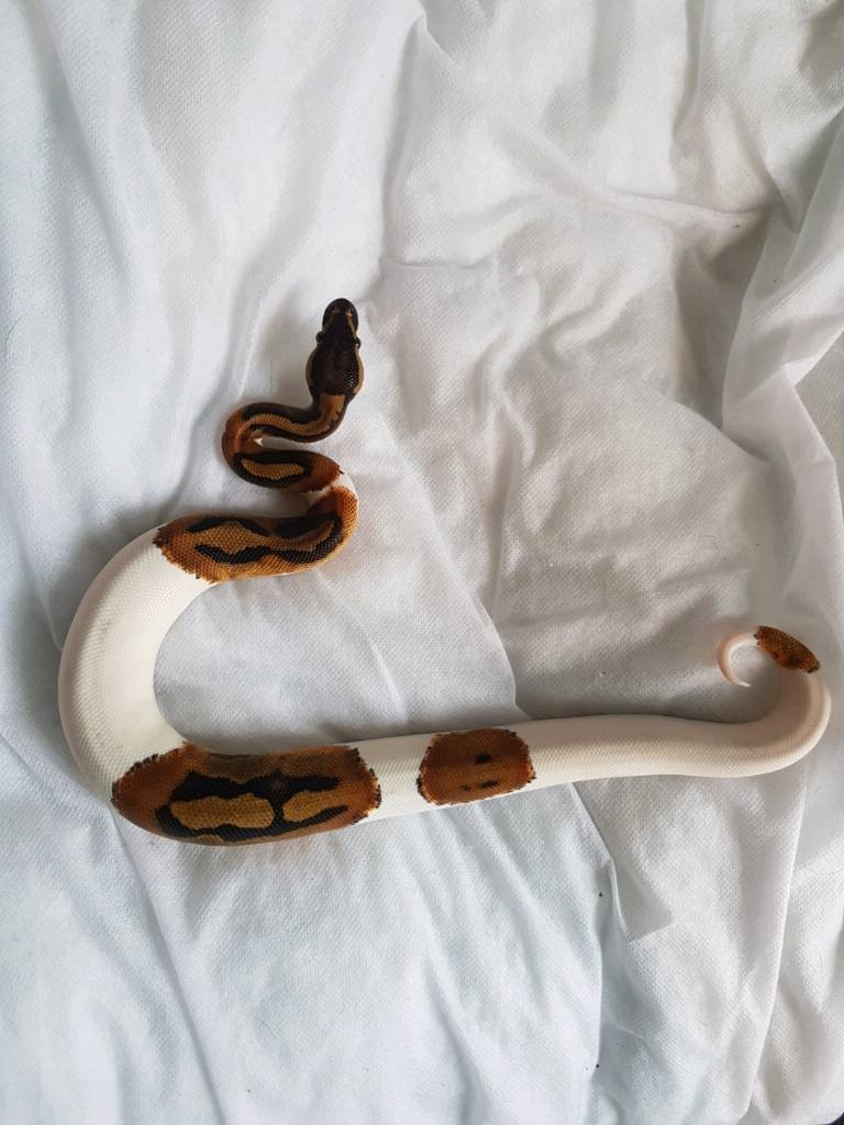 Verkaufe meine 1.1 Piebald KönigsPython - Schlangen - Frankfurt am Main