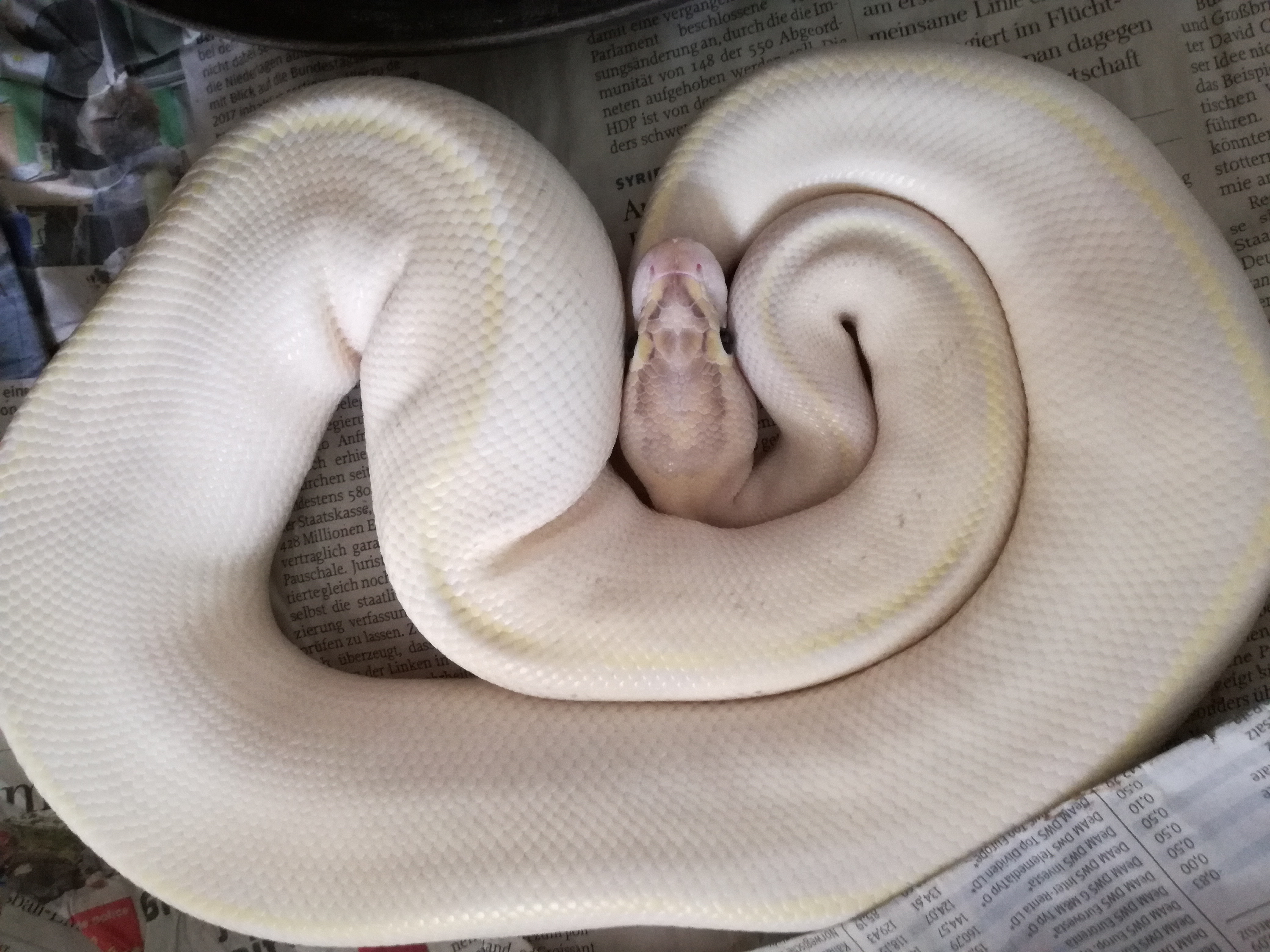 Königspython Morphen adult, Mäuse - Schlangen - Neustadt