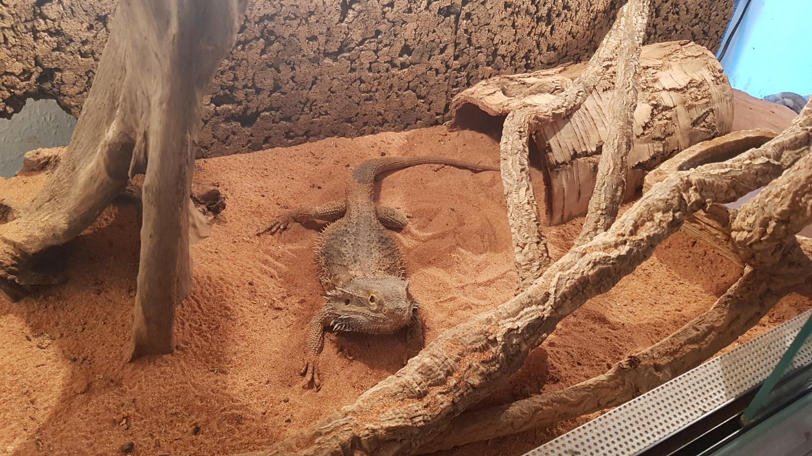 Bartagame sucht Zuhause - Bartagame - Elmshorn