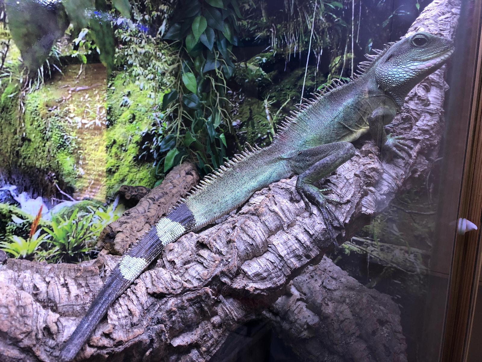 Biete Wasseragamen Männchen 5-6 Jahre alt mit Zubehör - Sonstige Reptilien - Rostock