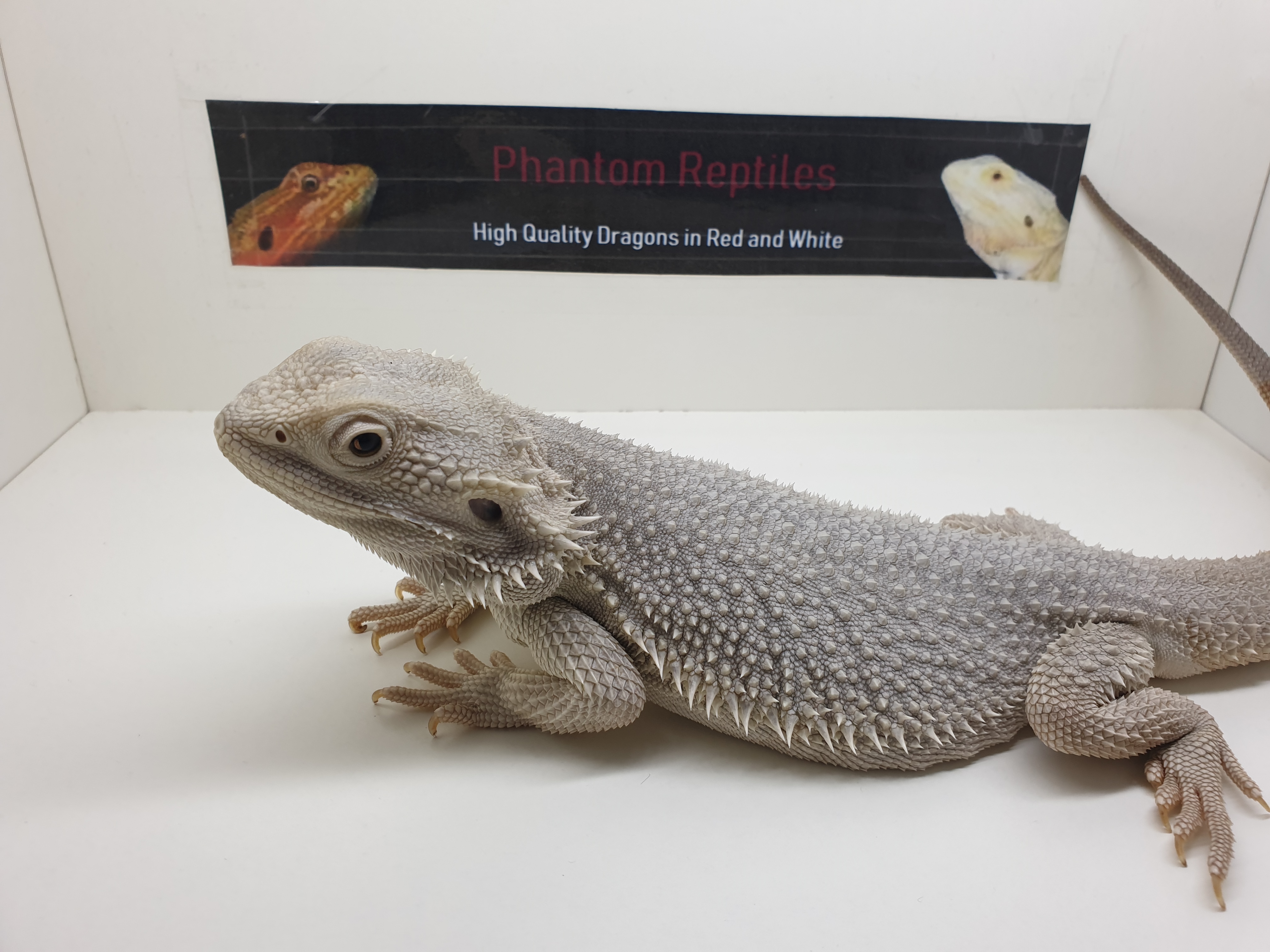 Tolle Rote und Weiße Bartagamen Hypo Translucent Zero Pogona Vitticeps Verkauf A - Bartagame - Seligenstadt