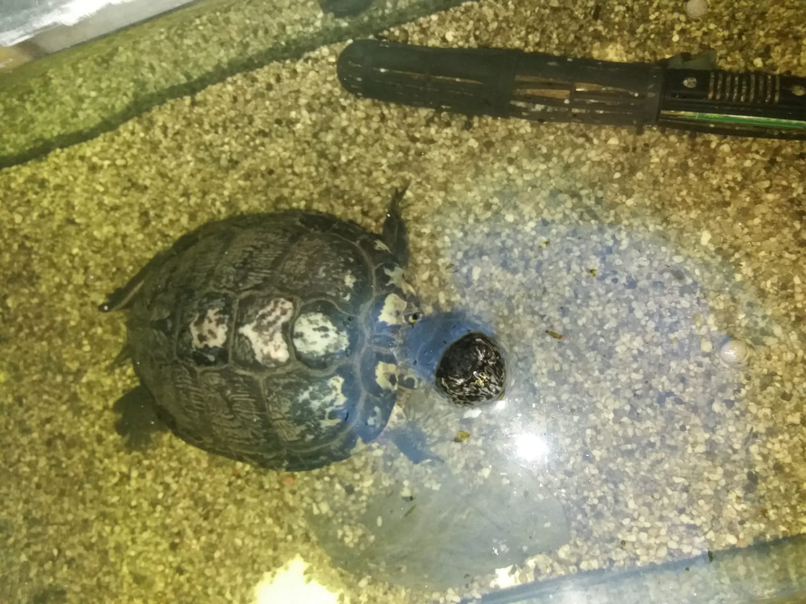 Gelbwangenschildkröte Felix sucht ein neues Zuhause auf Lebenszeit - Schildkroeten - Monheim am Rhein