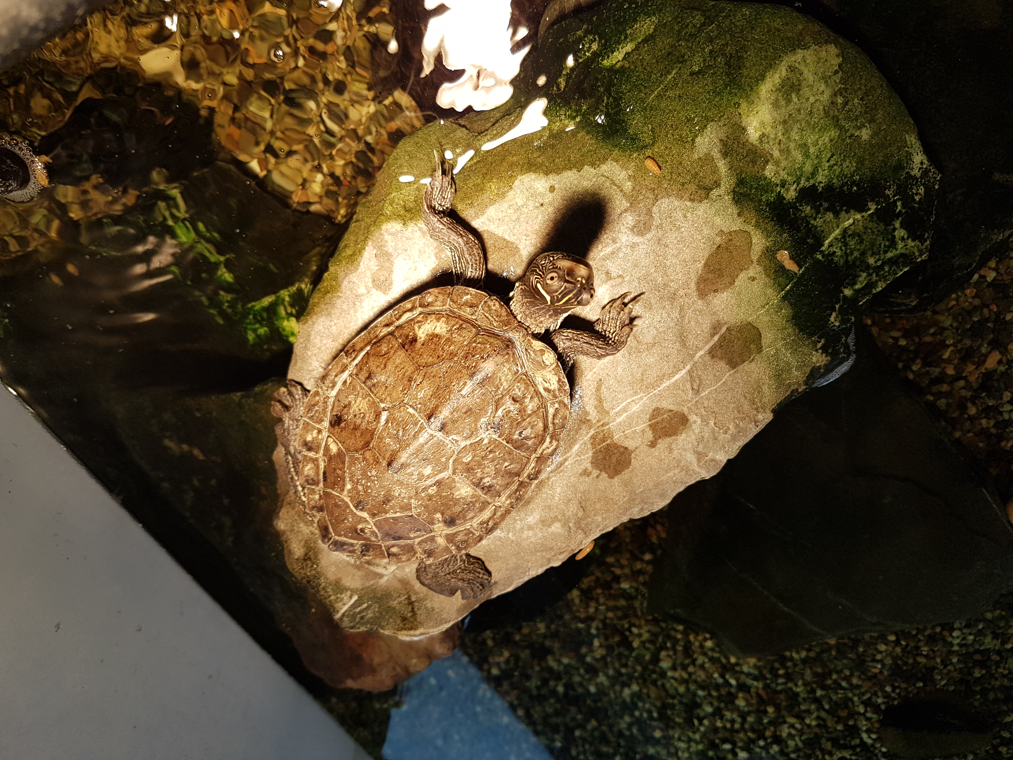 Gelbwangen schmuckschilfkröte - Schildkroeten - Emmerich am Rhein