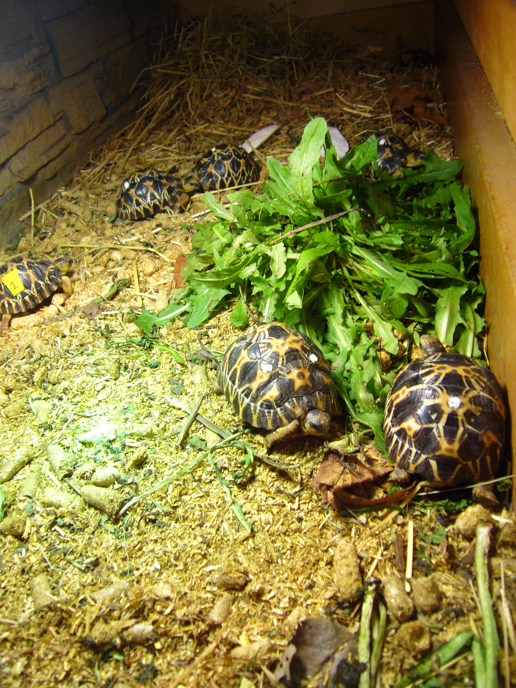 Strahlenschildkröte Astrochelys radiata DNZ 3-2019 - Schildkroeten - Achterwehr
