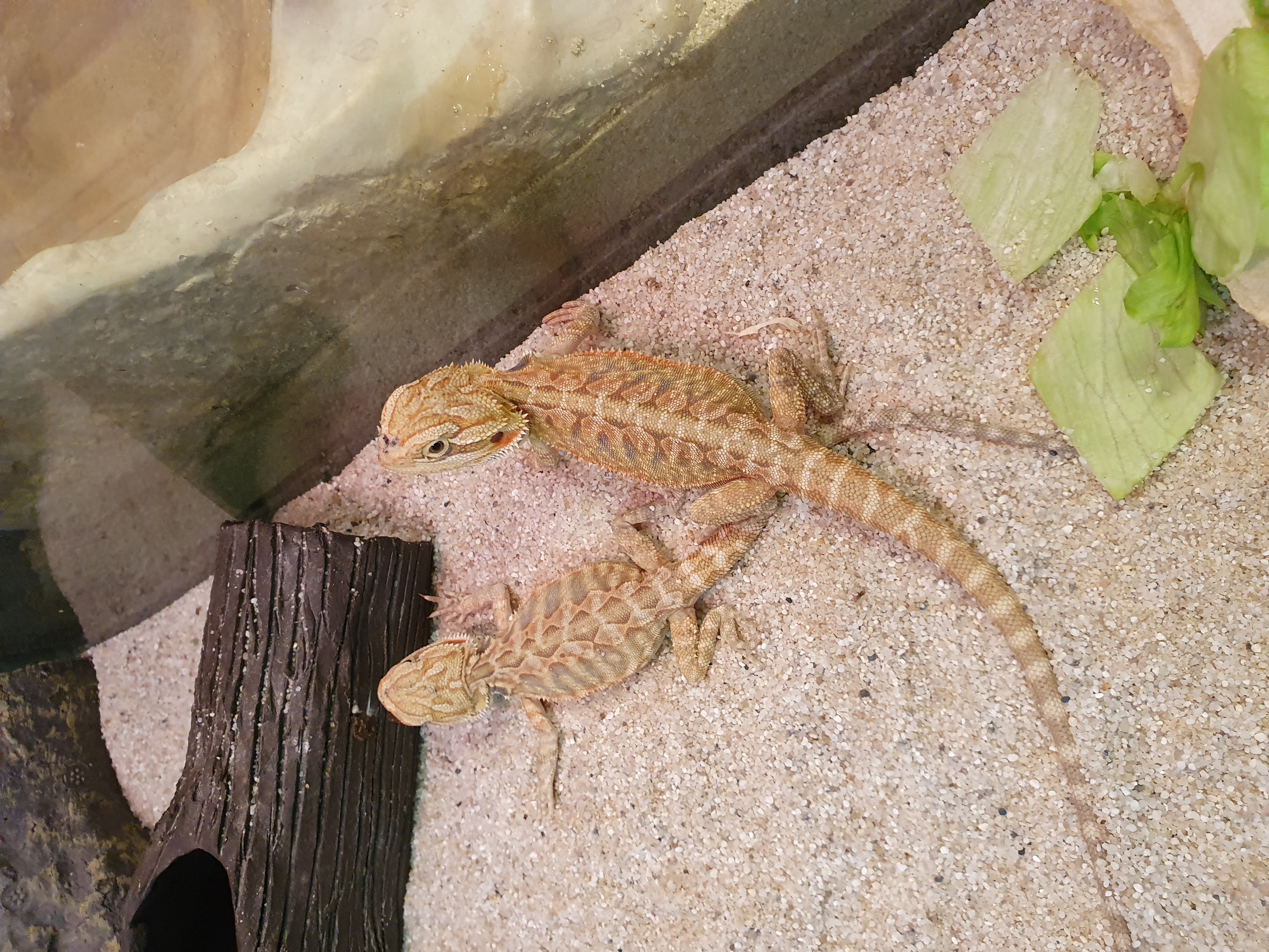 Junge Leatherback Bartagamen - Bartagame - Berlin