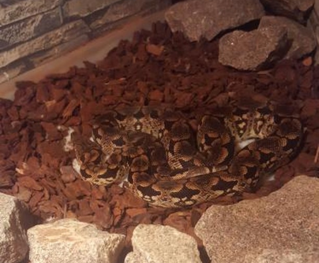 Südliche Madagaskar Boa - Schlangen - Kleinneuhausen