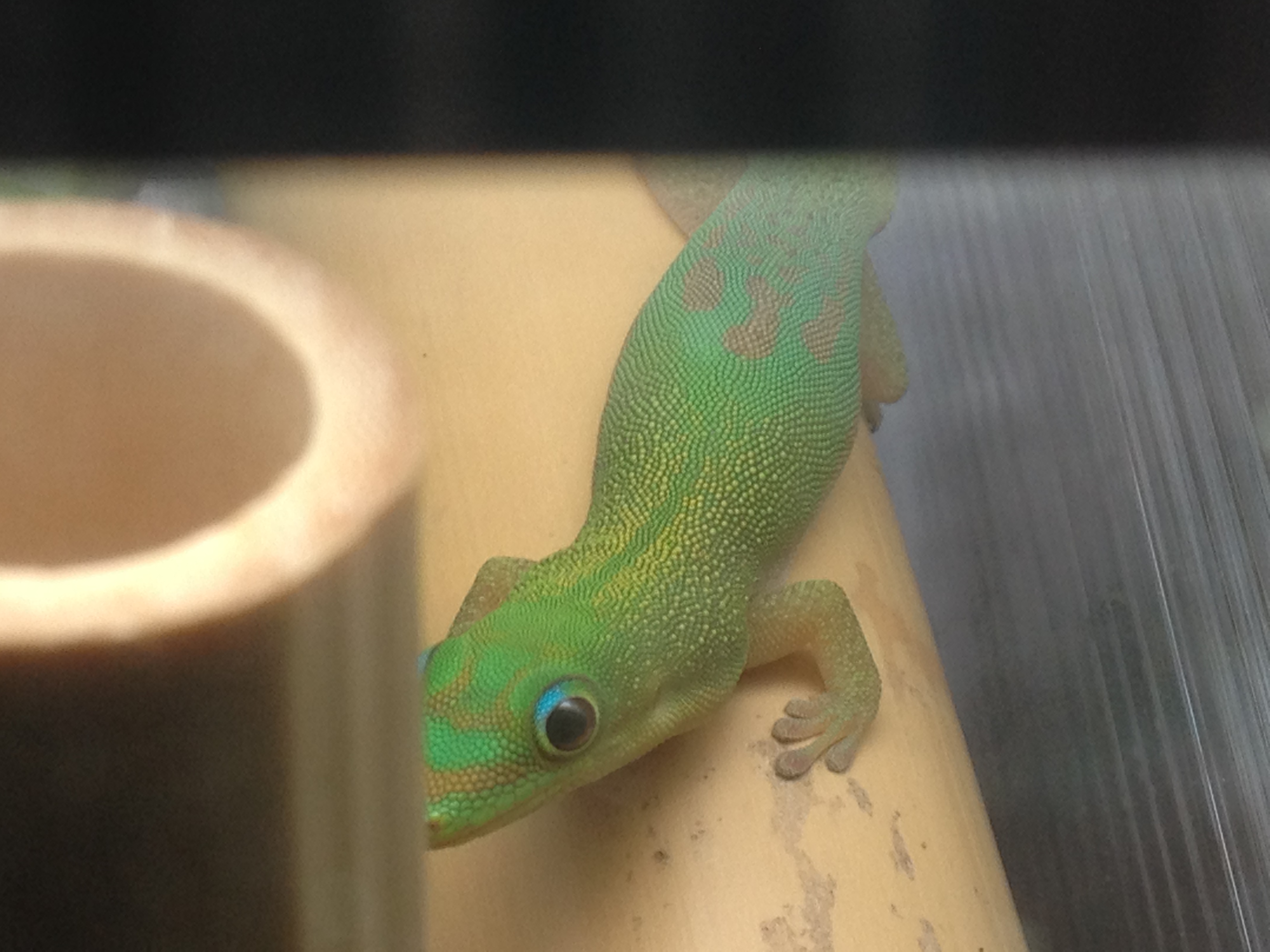 Goldstaubtaggecko Phelsuma Laticauda - Gecko - Meerane