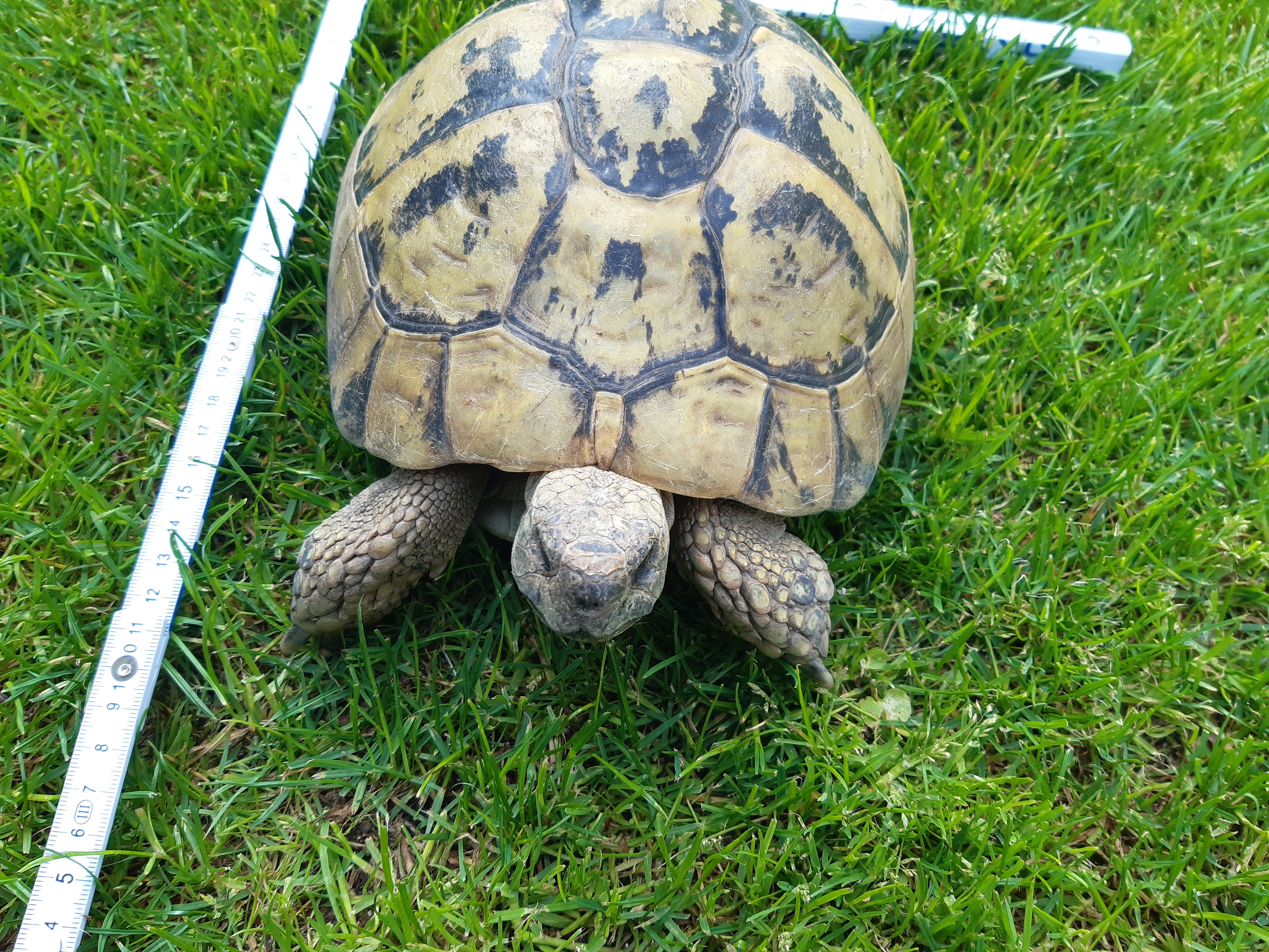 Griechische Landschildkröten, Testudo hermanni - Schildkroeten - Marzling