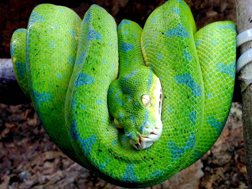 SUCHE 01 Grüner Baumpython Typus Sorong - Schlangen - Castrop Rauxel