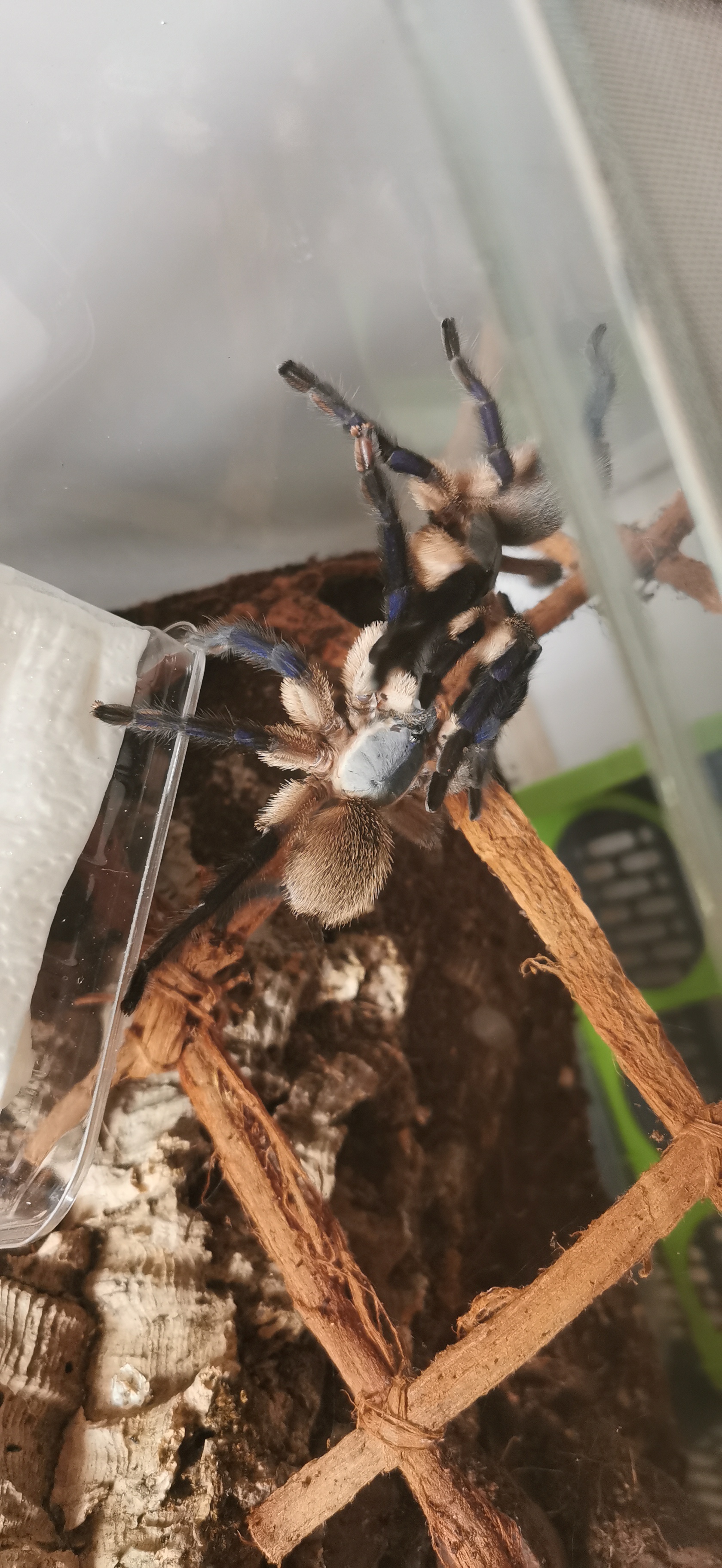 Monocentropus balfouris 0.5 inkl Terrarium. - Sonstige Reptilien - Kamen